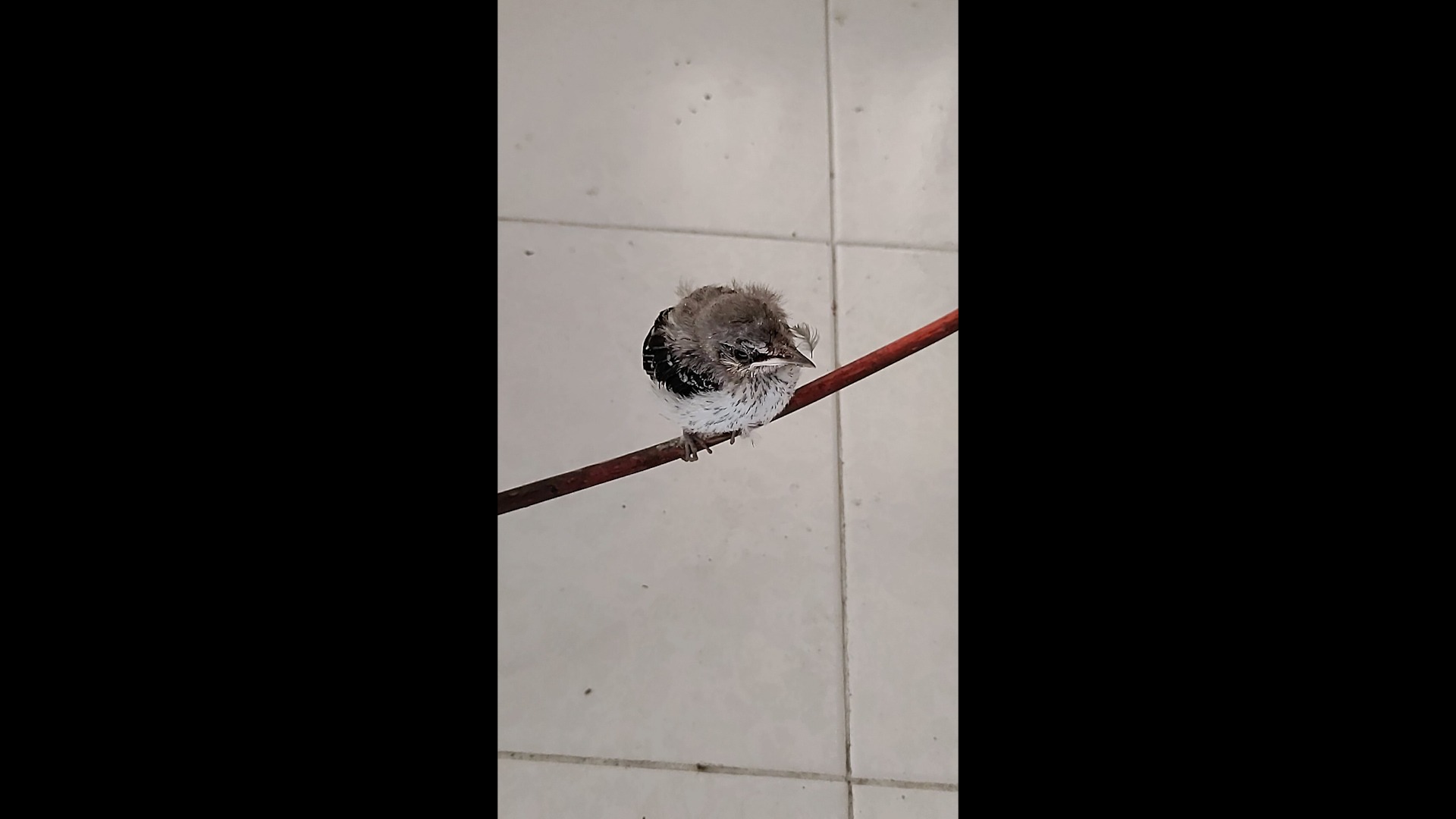 Charly el Pájaro Cenzontle, 2024, fotograma de video, por Daniel Perez Coronel