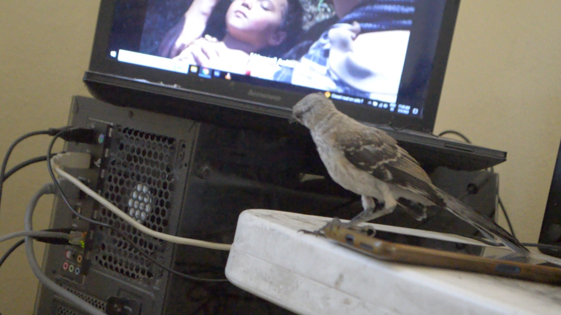 Charly el Pájaro Cenzontle, 2024, fotograma de video, 00:24:56:00, por Daniel Perez Coronel