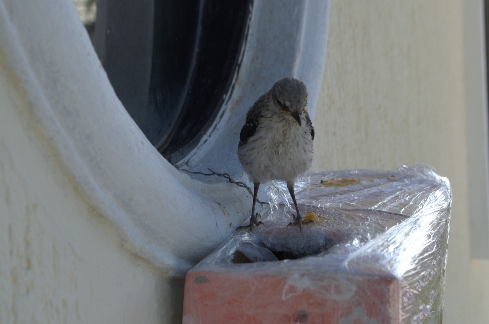 Charly el Pájaro Cenzontle, 2024, fotografía de registro, impresión digital, por Daniel Perez Coronel